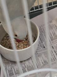 Found/Stray Unknown Bird last seen North Parramatta, 노스 파라마타, NSW 2151