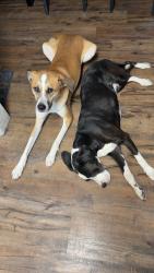 Lost Male Dog last seen Utah, El Monte, CA 91731