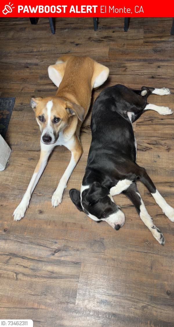 Lost Male Dog last seen Utah, El Monte, CA 91731