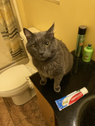 Reunited Male Cat last seen Near Harvest Ave Santa Fe Springs CA, Santa Fe Springs, CA 90670