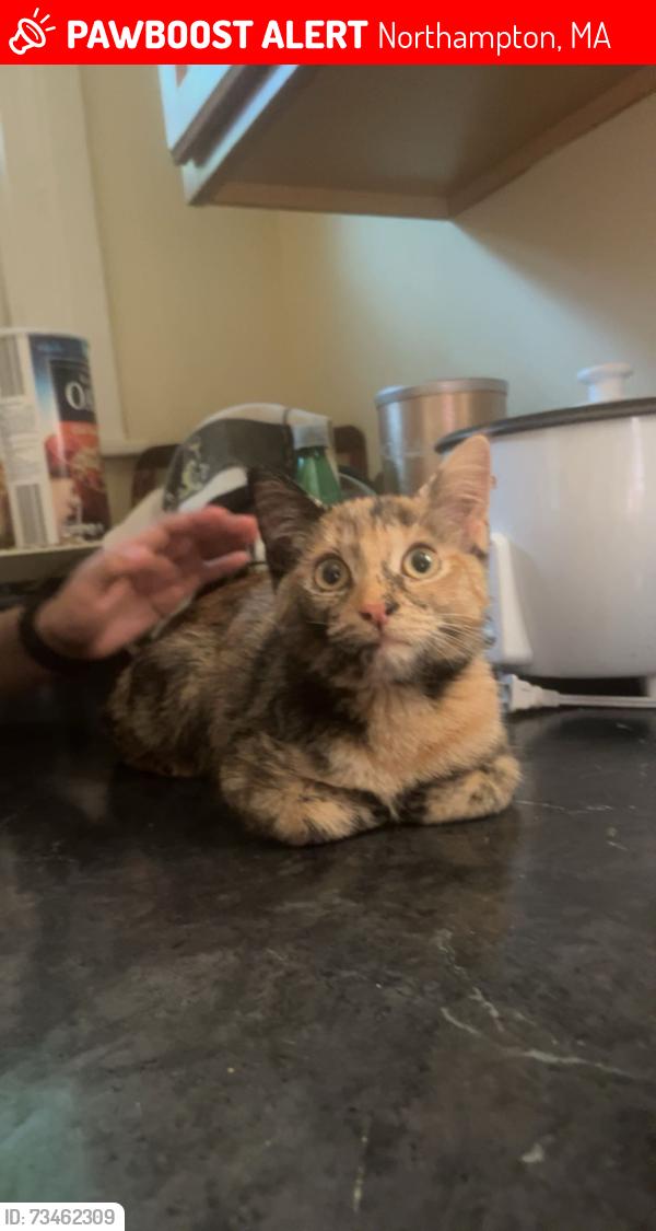 Lost Female Cat last seen Near Finn st, Northampton, MA 01060
