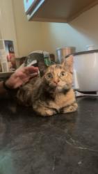 Lost Female Cat last seen Near Finn st, Northampton, MA 01060