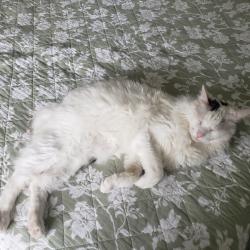 Reunited Male Cat last seen Lampson and Valley View, Garden Grove, CA 92845