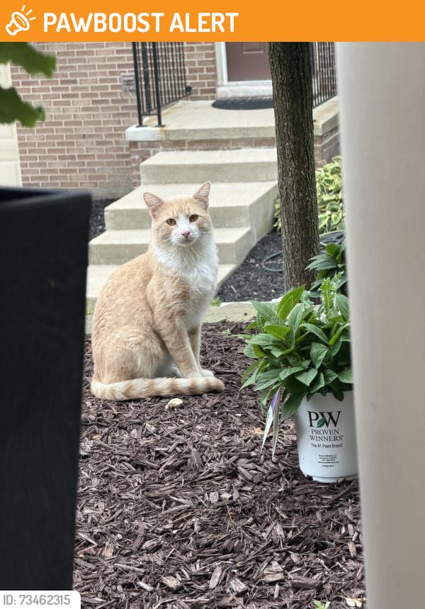 Found/Stray Male Cat last seen 7 Mile between Beck and Ridge, Northville Township, MI 48168