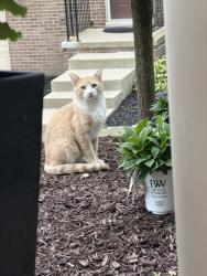 Found/Stray Male Cat last seen 7 Mile between Beck and Ridge, Northville Township, MI 48168