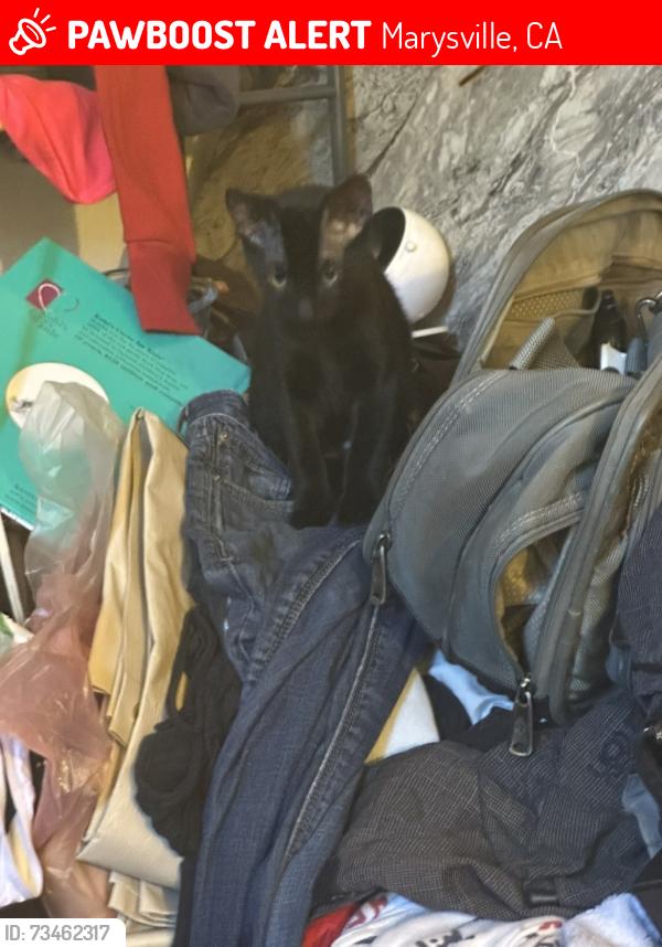 Lost Female Cat last seen Swezy street, Marysville, CA 95901