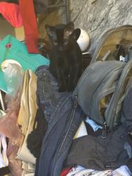 Lost Female Cat last seen Swezy street, Marysville, CA 95901