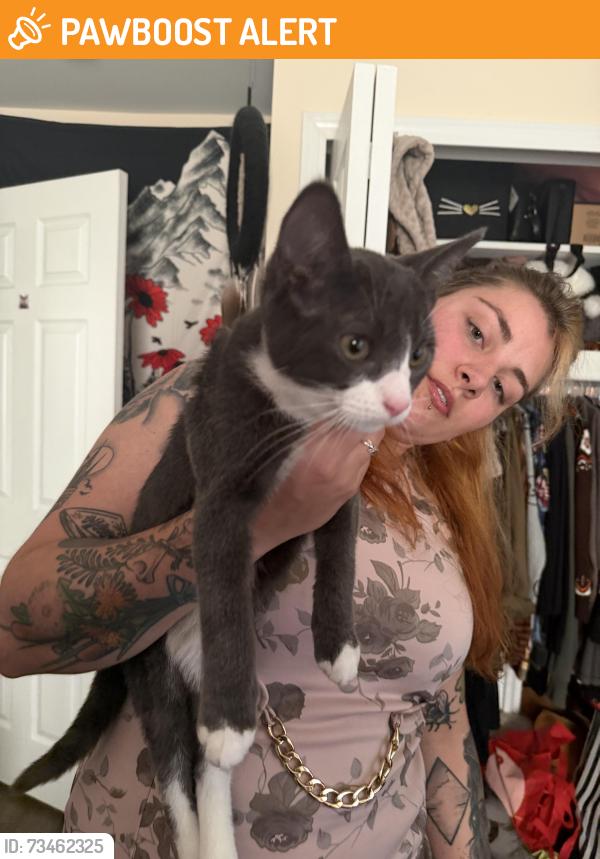 Found/Stray Male Cat last seen Haggerty and Cherry hill, Canton Township, MI 48188