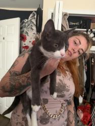 Found/Stray Male Cat last seen Haggerty and Cherry hill, Canton Township, MI 48188