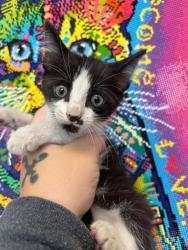 Shelter Stray Female Cat last seen Bexar County, 3353 Morningside Dr, New Braunfels, TX 78132, USA