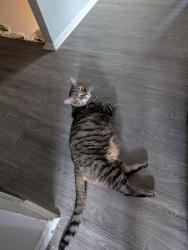 Lost Male Cat last seen Near Rosewood dr apt J108, Elyria, OH 44035