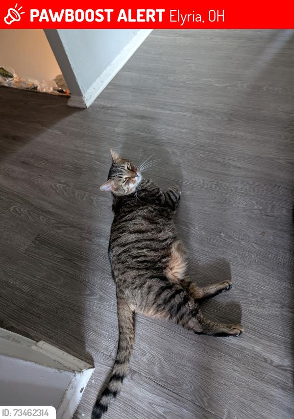 Lost Male Cat last seen Near Rosewood dr apt J108, Elyria, OH 44035