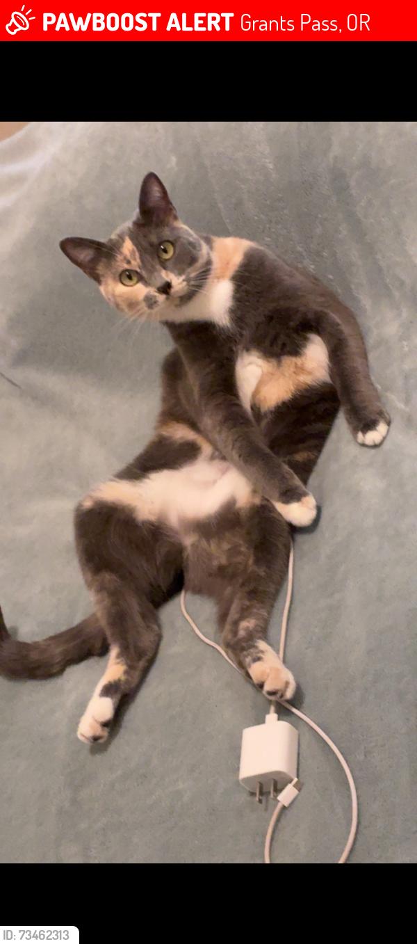 Lost Female Cat last seen Rogue river hwy, Grants Pass, OR 97527