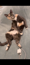 Lost Female Cat last seen Rogue river hwy, Grants Pass, OR 97527