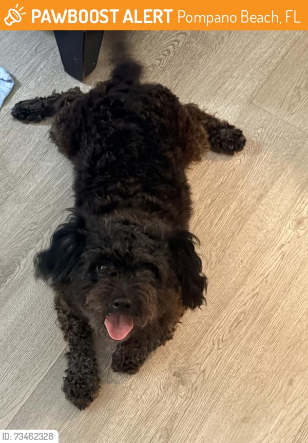 Found/Stray Female Dog last seen Copans rd and 3rd ave pompano beach, Pompano Beach, FL 33060