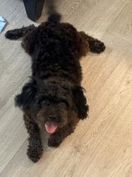 Found/Stray Female Dog last seen Copans rd and 3rd ave pompano beach, Pompano Beach, FL 33060