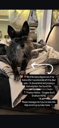 Lost Male Dog last seen Dallas, Dallas, TX 75201