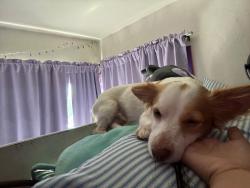 Reunited Male Dog last seen between i-street and 4-street chula vista, Chula Vista, CA 91911
