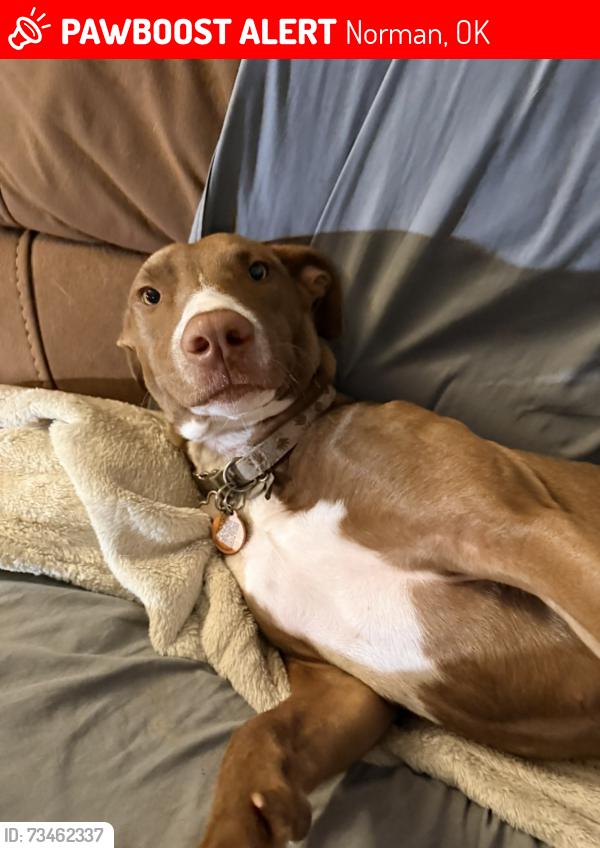 Lost Female Dog last seen Cedar Ln & 180th Ave, Norman, OK 73026