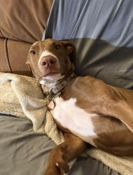 Lost Female Dog last seen Cedar Ln & 180th Ave, Norman, OK 73026