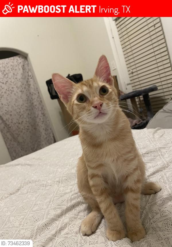 Lost Male Cat last seen Near fiesta circle, Irving, TX 75063