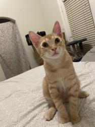 Lost Male Cat last seen Near fiesta circle, Irving, TX 75063