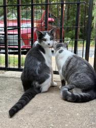 Lost Male Cat last seen Church st, Clarkston, GA 30021