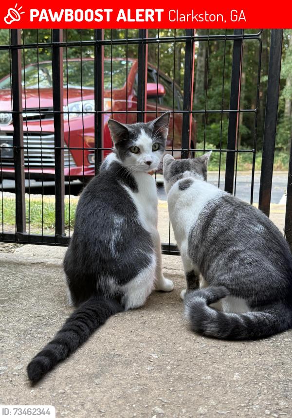 Lost Male Cat last seen Church st, Clarkston, GA 30021