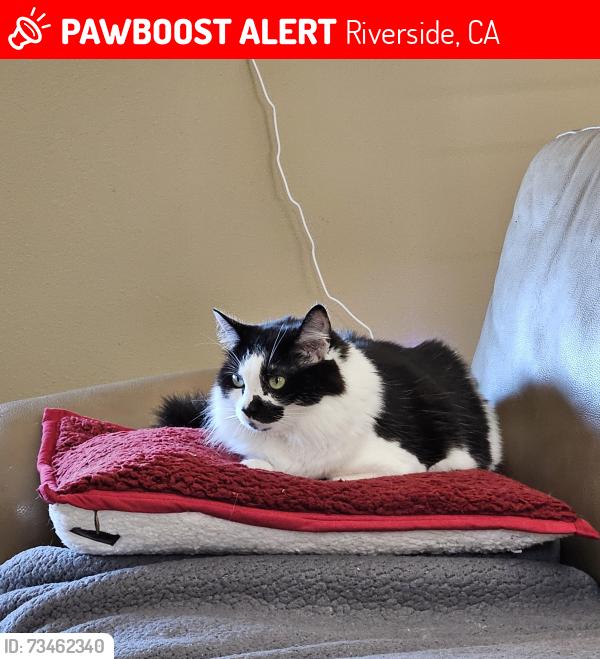 Lost Female Cat last seen Lakepointe and Skyridge, Riverside, CA 92503