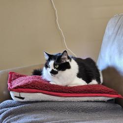 Lost Female Cat last seen Lakepointe and Skyridge, Riverside, CA 92503