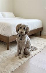 Reunited Female Dog last seen Fontana Dr. Santa Clara, Santa Clara, CA 95051