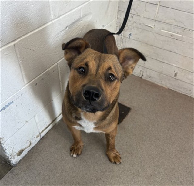 Shelter Stray Male Dog last seen ARROWHEAD, 333 Chandler Pl, San Bernardino, CA 92408, USA
