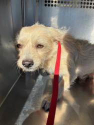Shelter Stray Male Dog last seen W GARFIELD T AND N 33RD AVE, 1920 S Lewis, Mesa, AZ 85210, USA