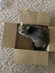 Lost Male Cat last seen Clovis and shepherd, Clovis, CA 93619
