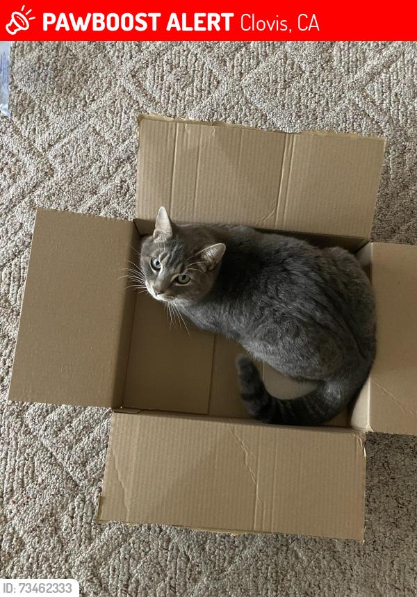 Lost Male Cat last seen Clovis and shepherd, Clovis, CA 93619