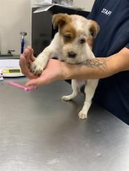 Shelter Stray Female Dog last seen ROAD 196 LINDSAY, Visalia, CA 93292, USA