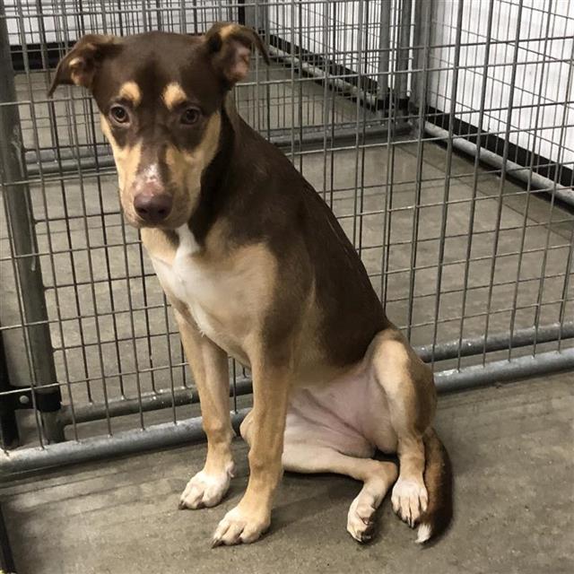 Shelter Stray Female Dog last seen Near BLOCK W SHIELDS AVE, FRESNO CA 93705, 5277 E Airways Blvd, Fresno, CA 93727, USA