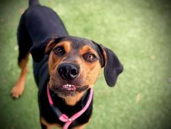 Shelter Stray Male Dog last seen , 2769 Conroy Rd, Orlando, FL 32839, USA