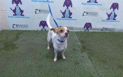 Shelter Stray Male Dog last seen , 2769 Conroy Rd, Orlando, FL 32839, USA