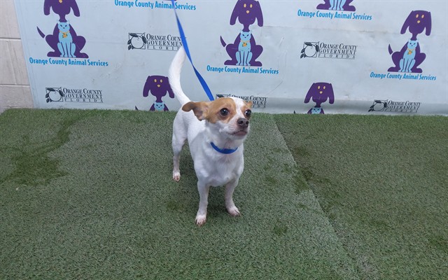 Shelter Stray Male Dog last seen , 2769 Conroy Rd, Orlando, FL 32839, USA