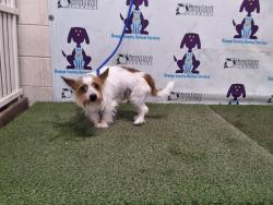 Shelter Stray Male Dog last seen , 2769 Conroy Rd, Orlando, FL 32839, USA