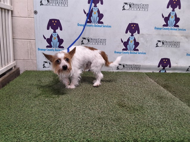 Shelter Stray Male Dog last seen , 2769 Conroy Rd, Orlando, FL 32839, USA