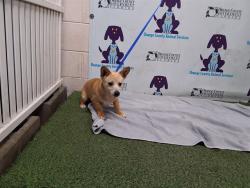 Shelter Stray Male Dog last seen , 2769 Conroy Rd, Orlando, FL 32839, USA