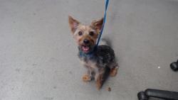 Shelter Stray Male Dog last seen GILMAN AVE 10/2, 1419 Bryant St, San Francisco, CA 94103, USA