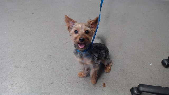 Shelter Stray Male Dog last seen GILMAN AVE 10/2, 1419 Bryant St, San Francisco, CA 94103, USA