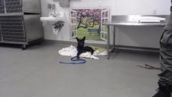 Shelter Stray Male Dog last seen Near BLOCK TURK, 1419 Bryant St, San Francisco, CA 94103, USA