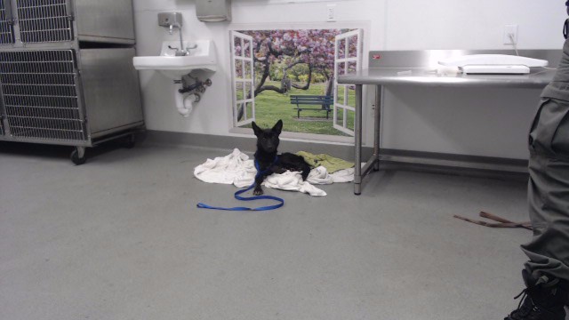 Shelter Stray Male Dog last seen Near BLOCK TURK, 1419 Bryant St, San Francisco, CA 94103, USA