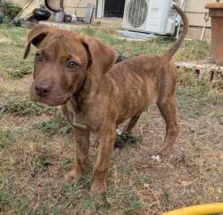 Shelter Stray Male Dog last seen SOUTHSIDE LIONS PARK, 4710 TX-151, San Antonio, TX 78227, USA