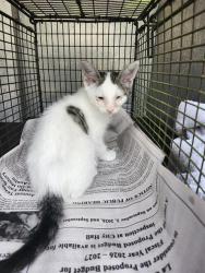 Shelter Stray Male Cat last seen Near BLOCK QUERETARO, 4710 TX-151, San Antonio, TX 78227, USA