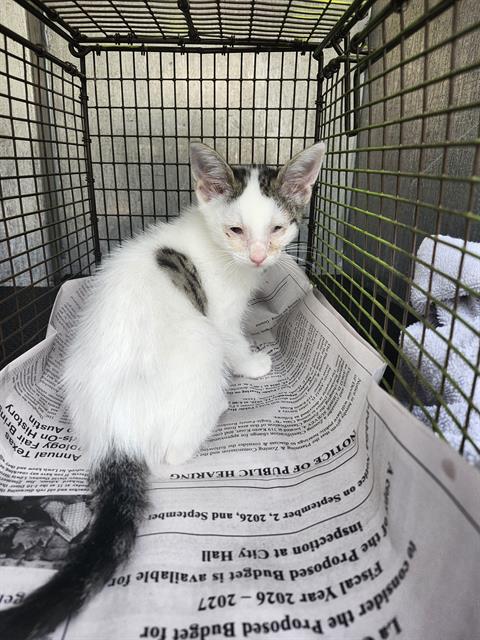 Shelter Stray Male Cat last seen Near BLOCK QUERETARO, 4710 TX-151, San Antonio, TX 78227, USA